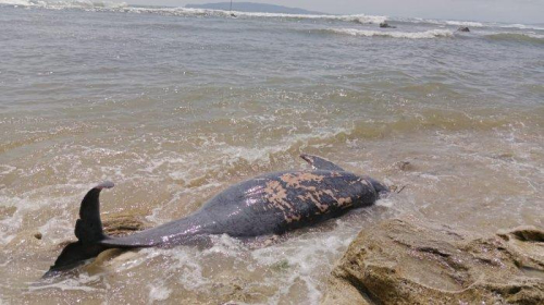 Lumba-lumba Ukuran Besar yang Terjerat Tambang dan Terdampar di Pantai Karapyak Pangandaran